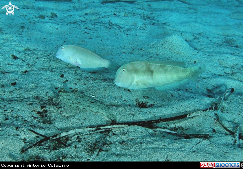 A underwater creature