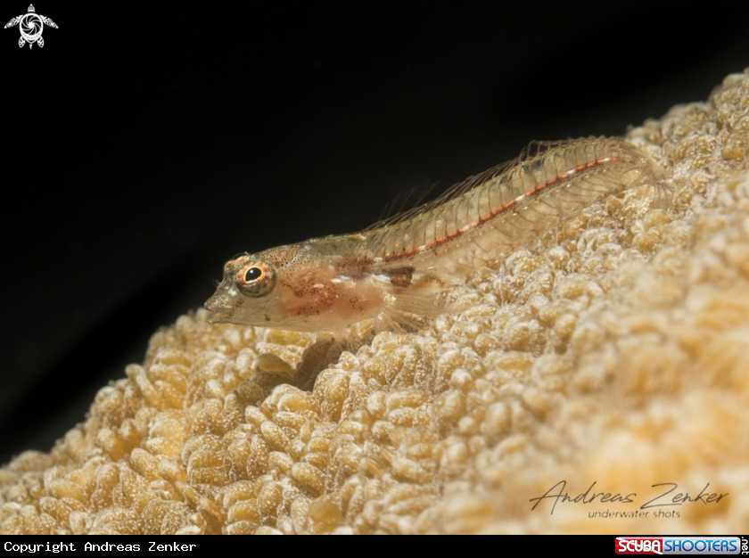 A Southern smoothhead glass blenny