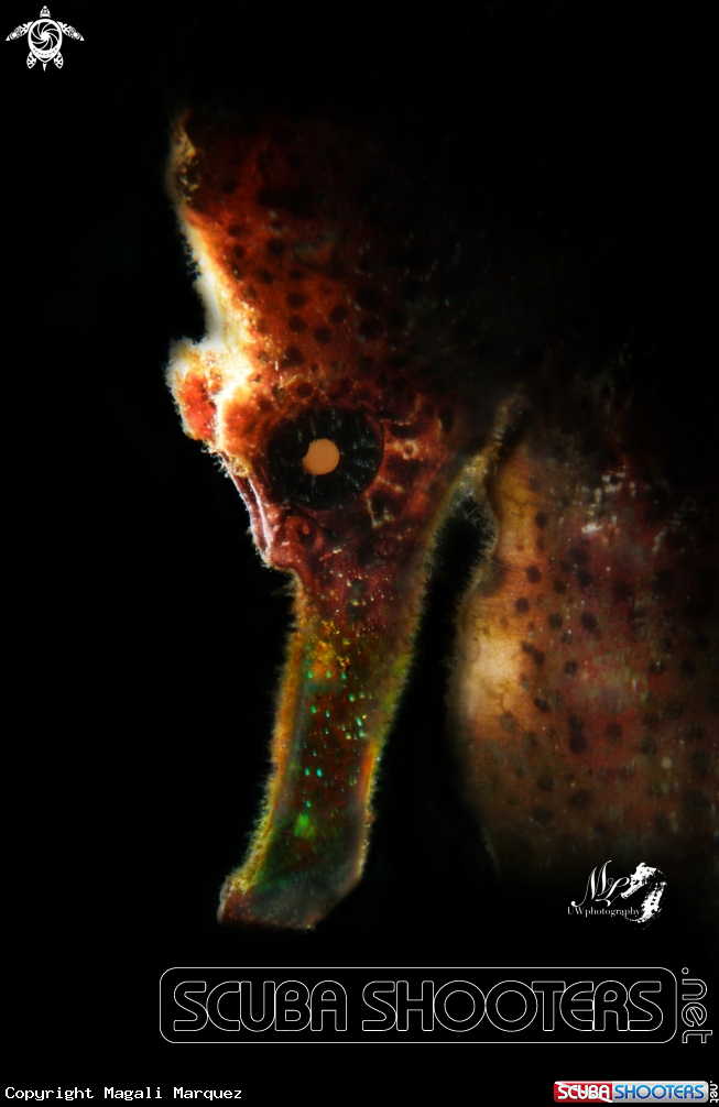 A Seahorse 