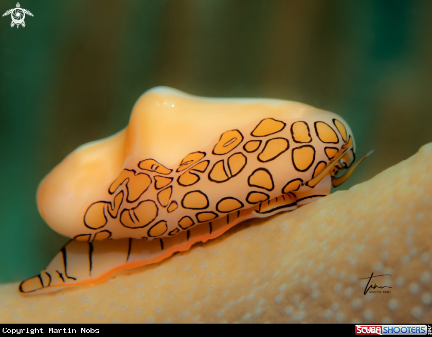 A Flamingo tongue