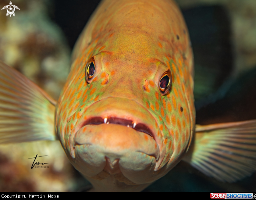 A Tiger Grouper