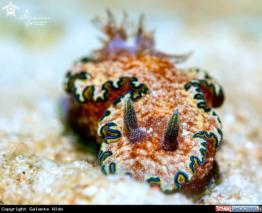 A Glossodoris Nudibranch