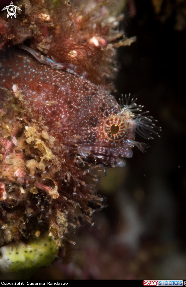 A Tube blenny