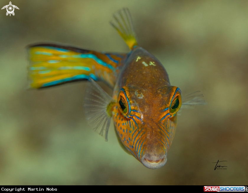 A Sharpnose Puffer