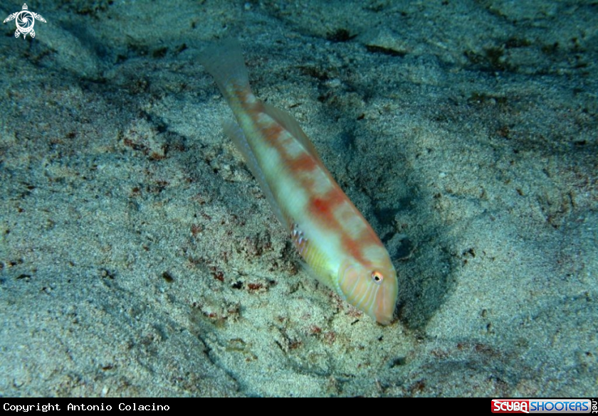 A underwater creature