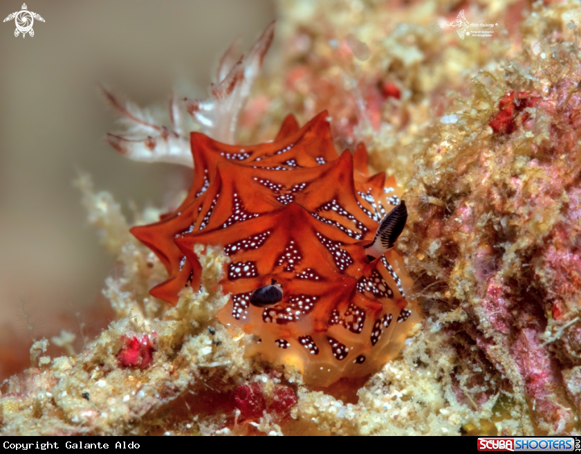 A Halgerda Nudibranch