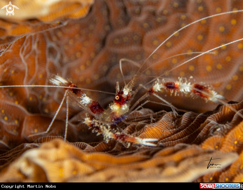 A Banded Coral Shrimp