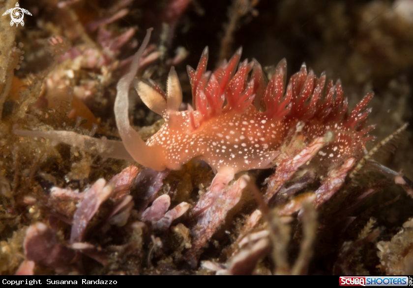 A Pink Telja nudibranch