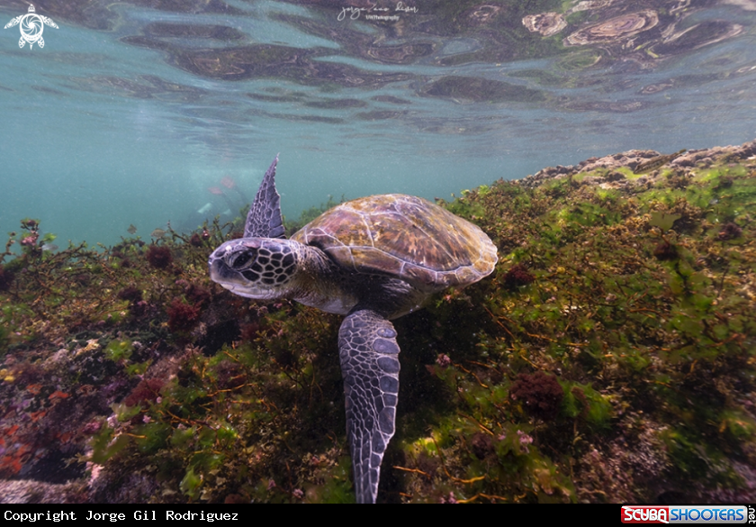 A Green turtle