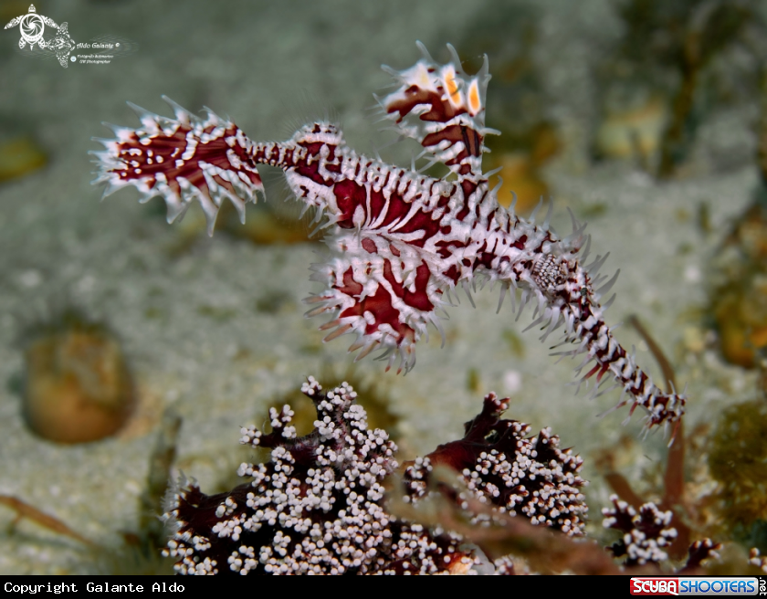 A Ornate Ghost Pipe Fish