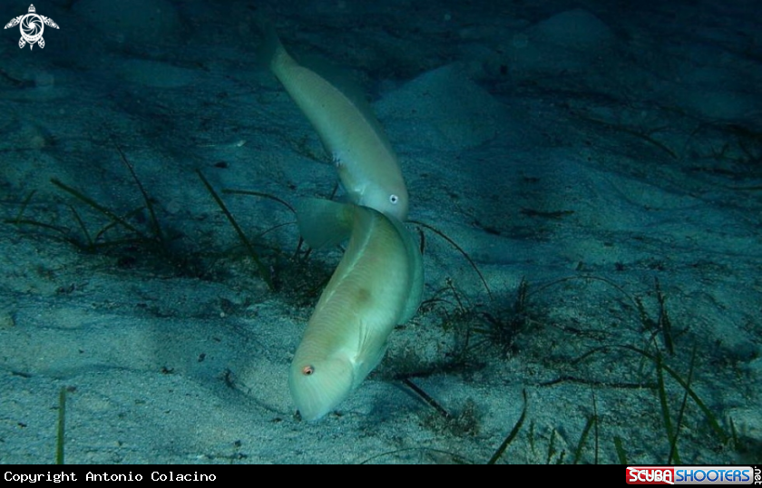 A underwater creature