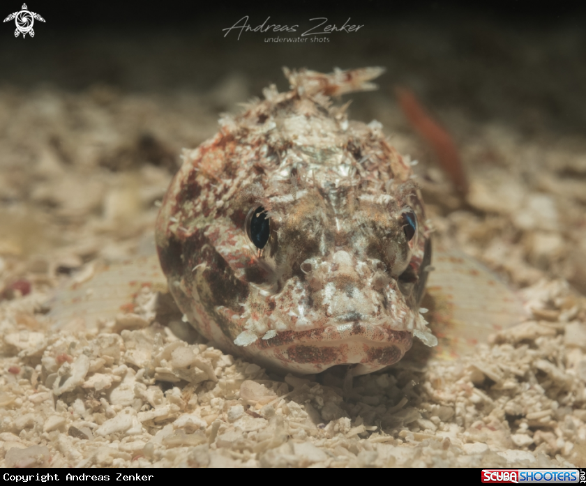 A Mushroom Scorpionfish
