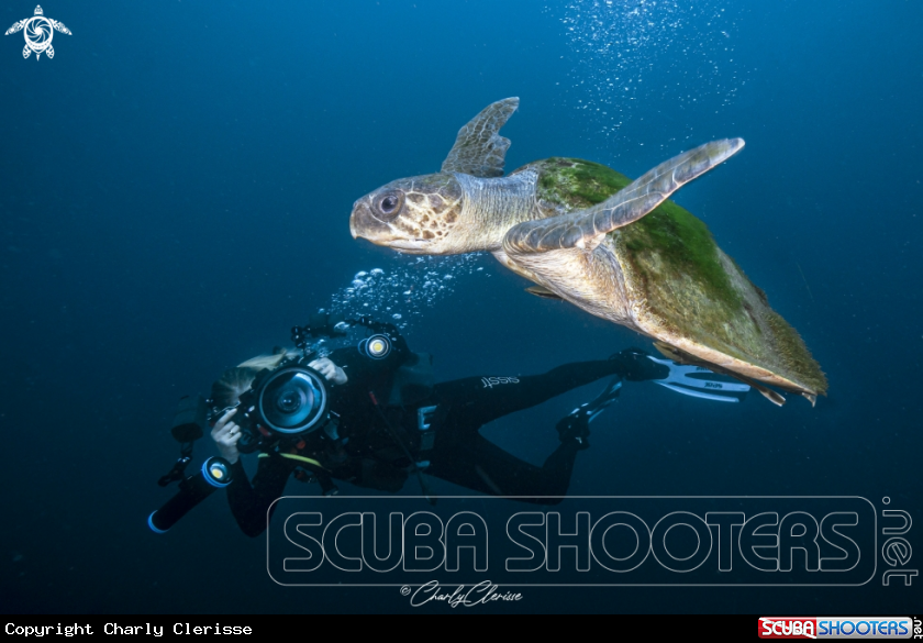 A Olive Ridley Turtle