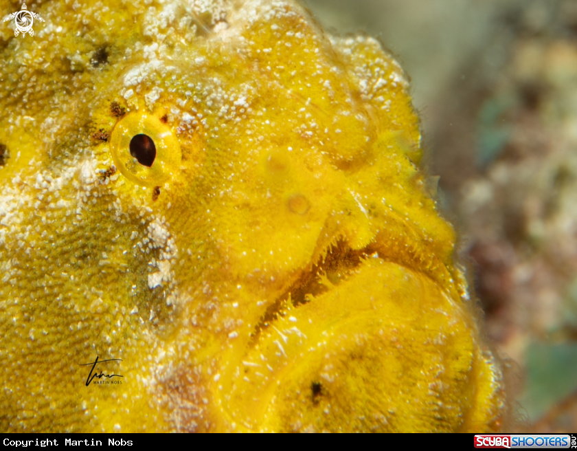 A Frogfish