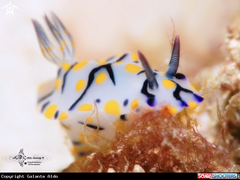 A Hypselodoris Nudibranch