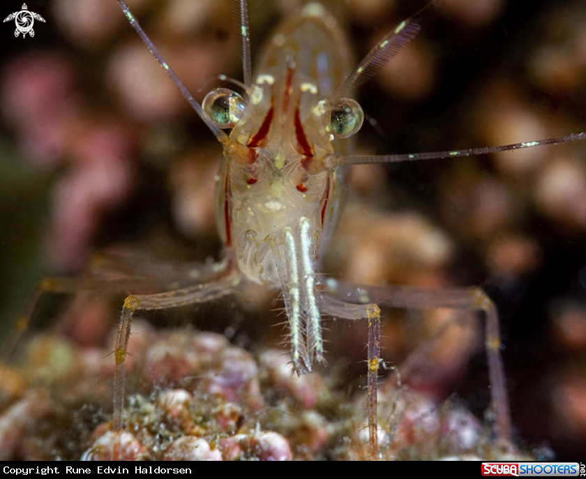 A Rockpool shrimp