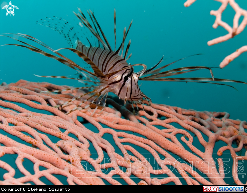 A Lion Fish