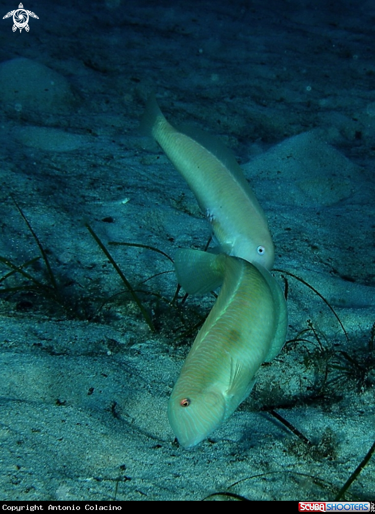 A underwater creature