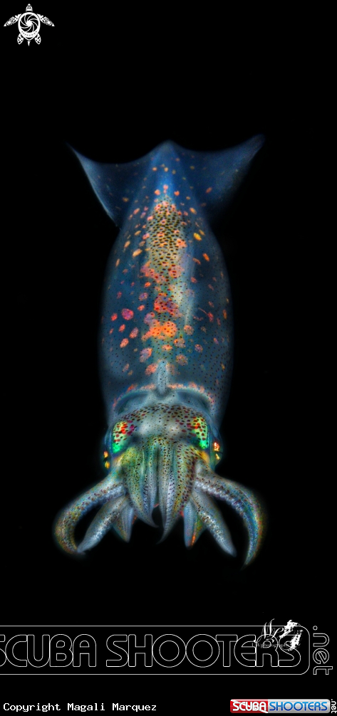 A Arrow squid 