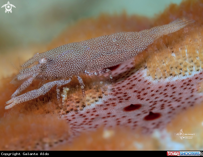 A Sea Star Shrimp