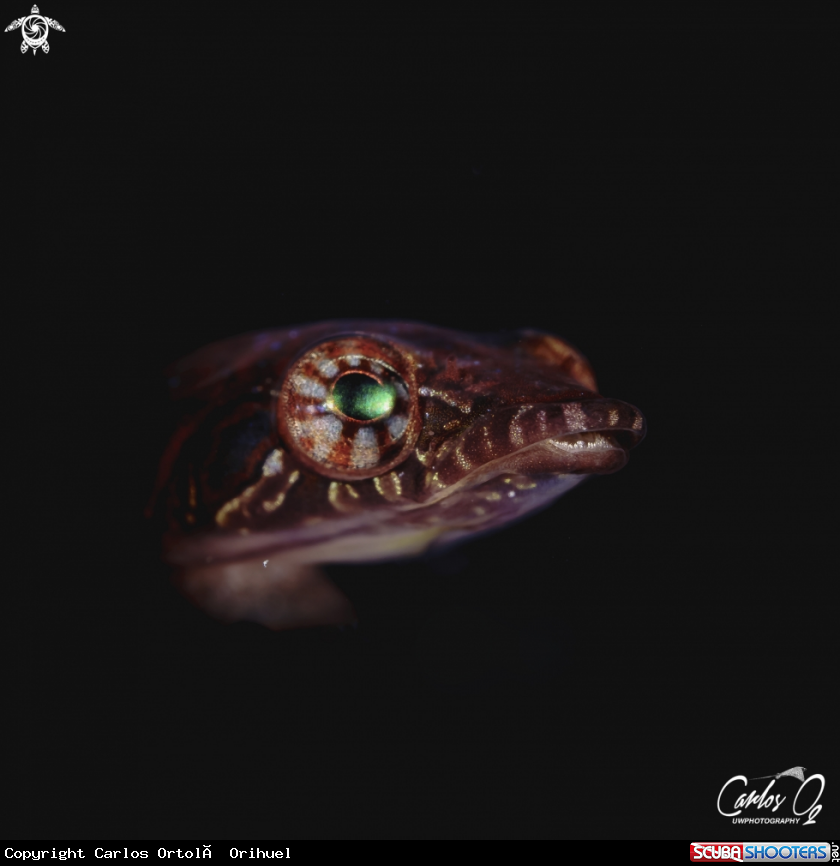A Clingfish