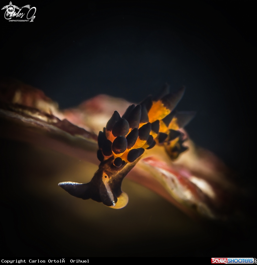 A Nudibranch