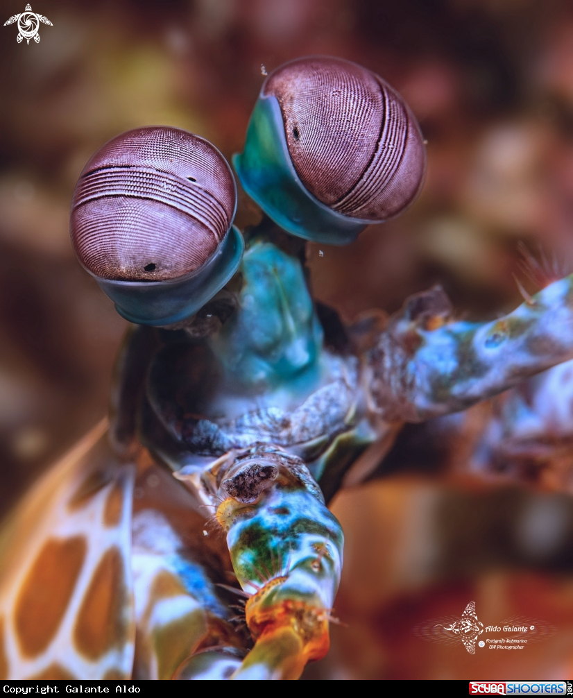A Mantis Shrimp