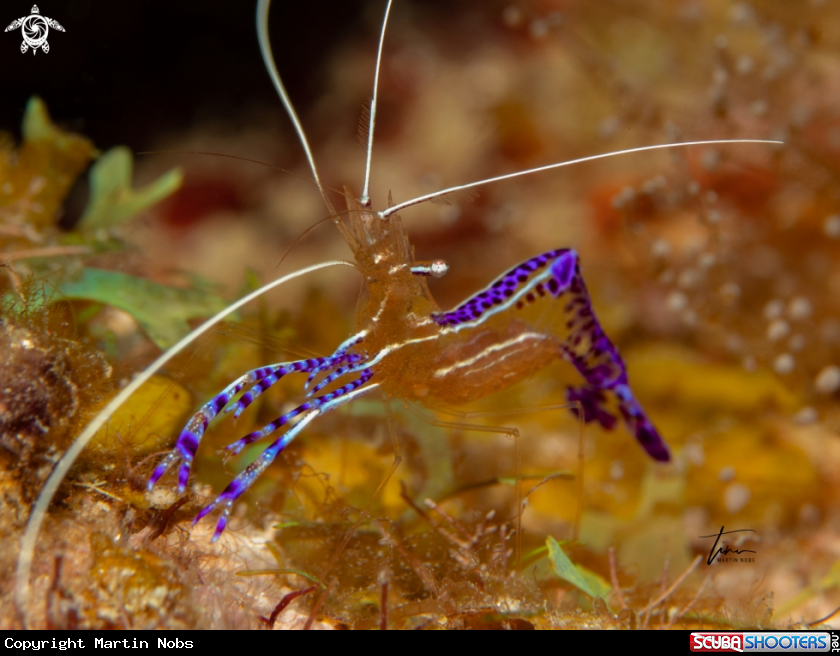 A Pederson's Cleaner Shrimp