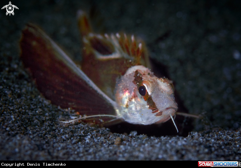 A WASPFISH