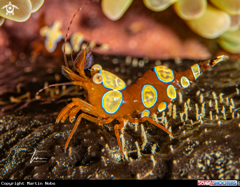 A Squat Anemone Shrimp