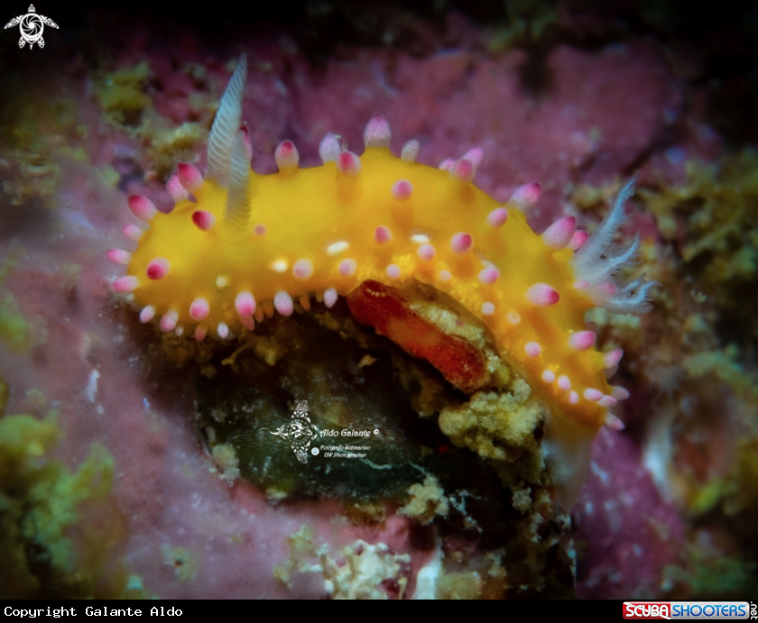 A Cadlinella Nudibranch (25 mm)