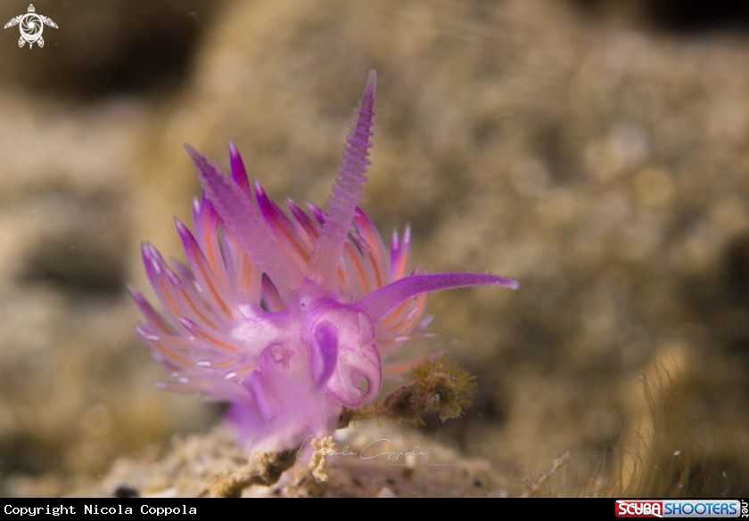 A Nudi