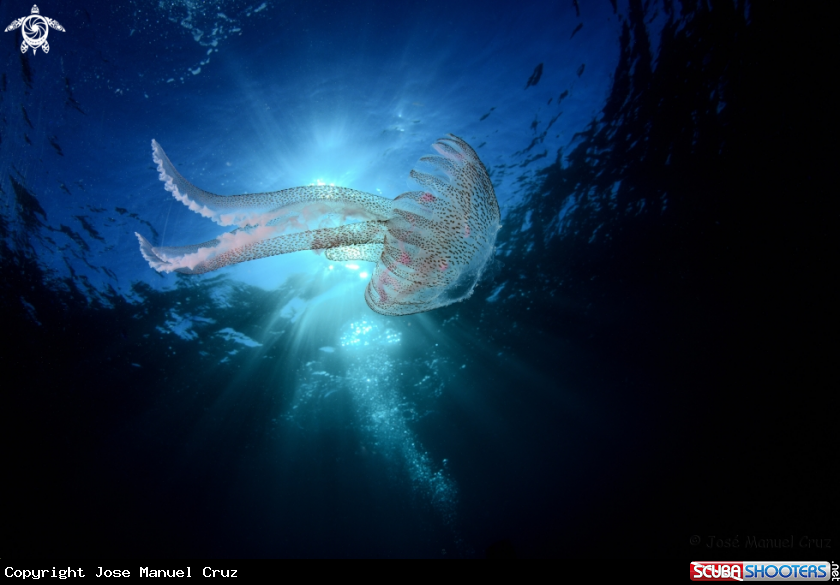 A Jellyfish