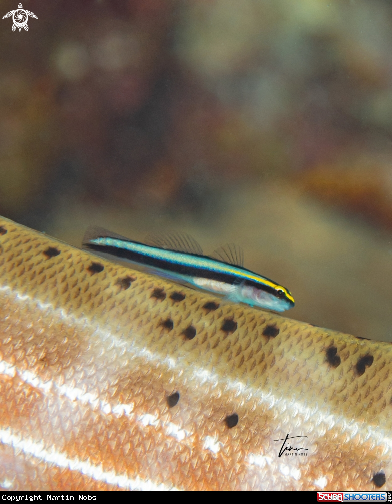 A Sharknose Goby