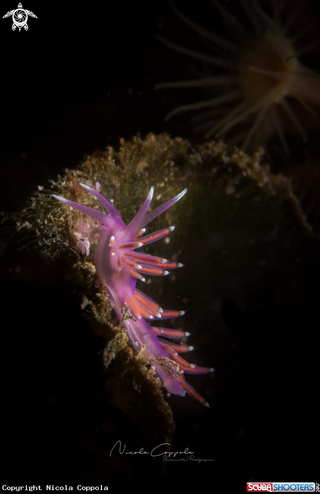 A nudi