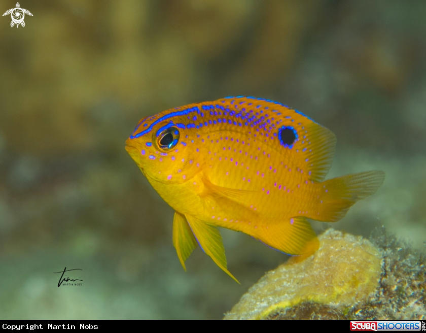 A Longfin Damselfish