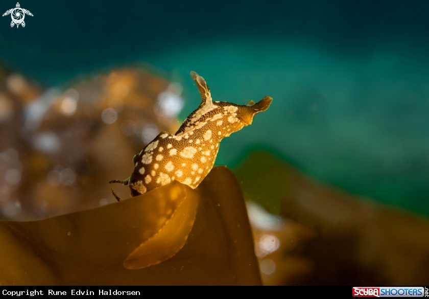 A Sea hare
