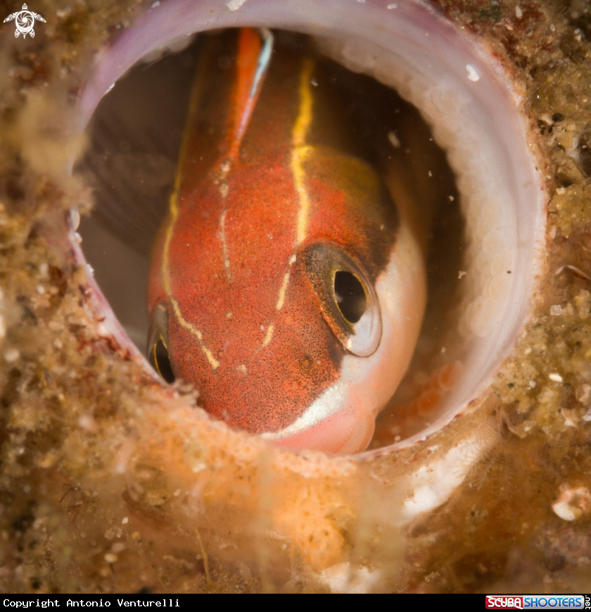 A Tube blenny