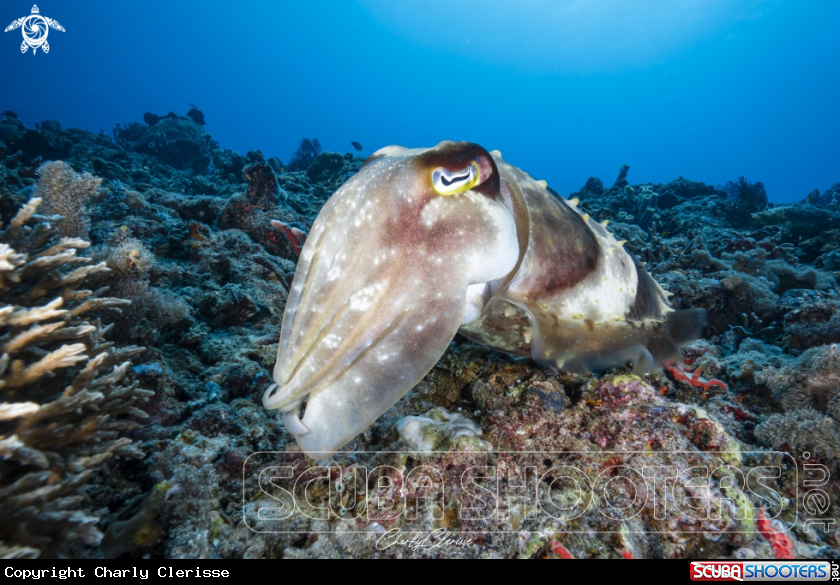 A Broadclub Cuttlefish