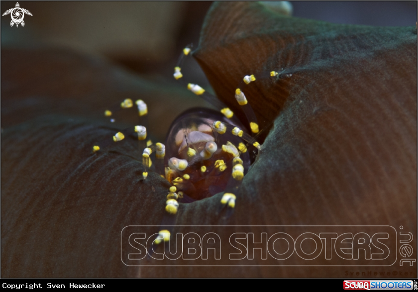A Partnershrimp on an elephant ear anemone