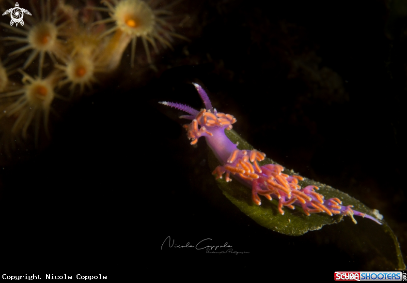 A nudi