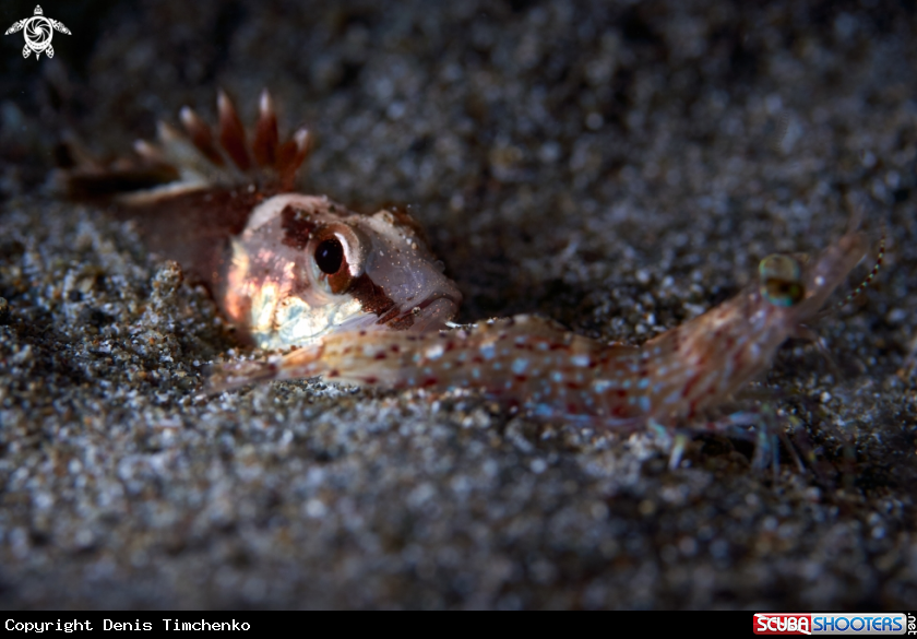 A WASPFISH
