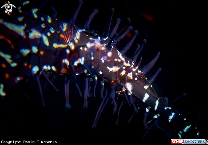A PIPEFISH