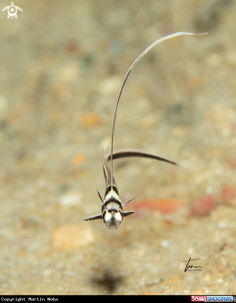 A Spotted Drum