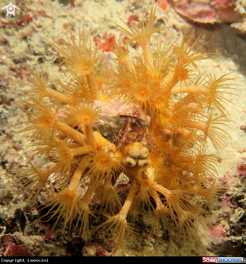 A Pagurino e parazoantus