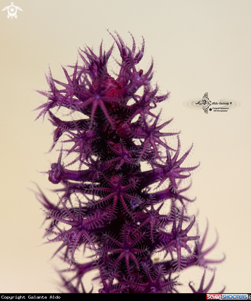 A Soft Coral