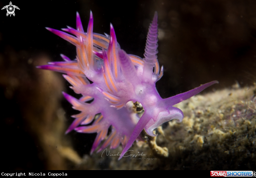 A nudi