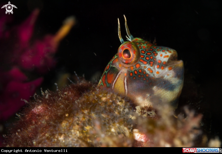 A Tessellated blenny