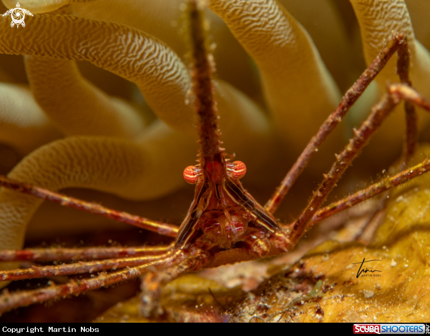 A Arrow Crab