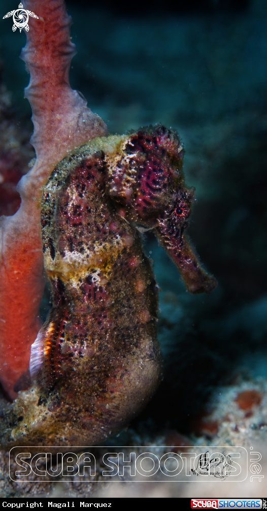 A Seahorse 